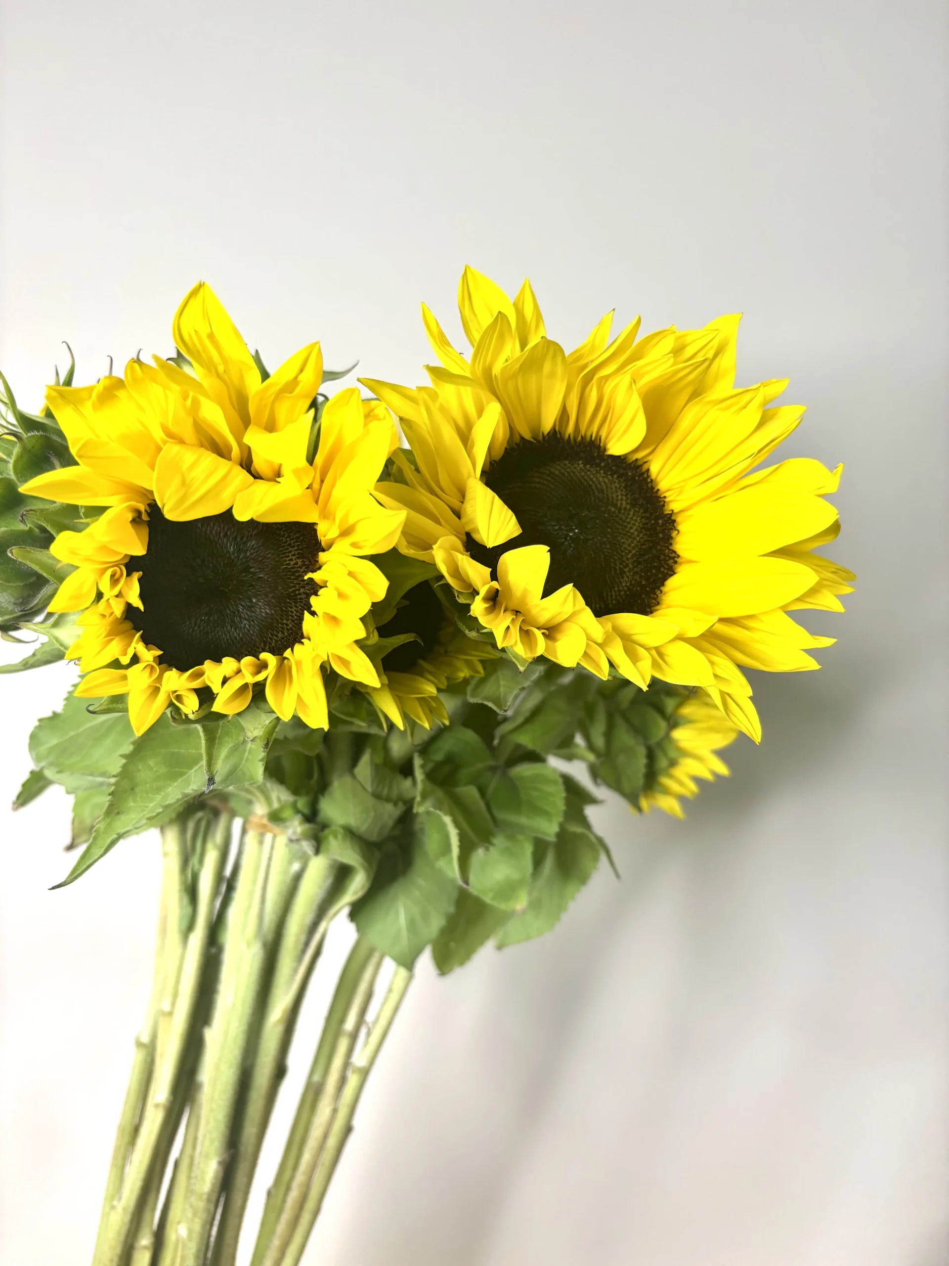 Some sunflowers